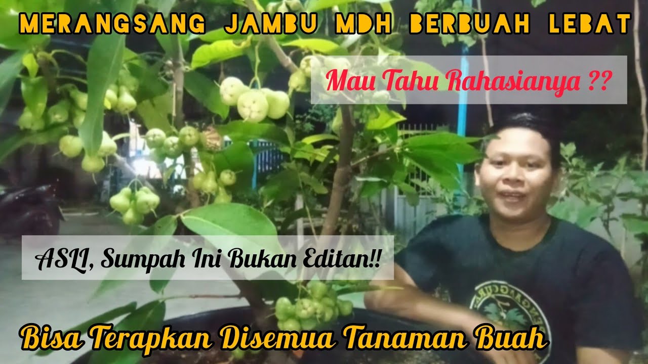 BONGKAR ILMU‼️4 Cara Memaksa Jambu Air Madu Deli Hijau Di Pot Agar Cepat Berbuah Tanpa Musim