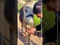 الجحش "طبشور" يسرق قلوب اللبنانيين