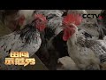母鸡不产蛋，公鸡总掉毛！专家：野养鹊山鸡也要讲究科学放养 | CCTV「田间示范秀」20201016