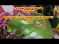 Борьба с БАКТЕРИАЛКОЙ на листьях Фаленопсиса/Все Фунгициды/Человеческие антибиотики
