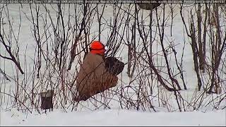 Great Horned Owl Rescue by Brownville's Food Pantry For Deer 24,827 views 1 year ago 1 minute, 16 seconds