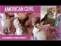American curl: caratteristiche, prezzo e cura di questo gatto particolare
