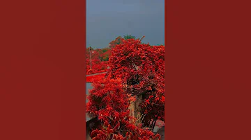 13 August 2025 