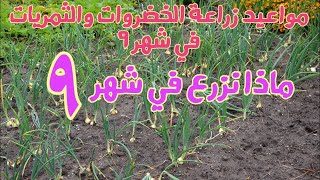 مواعيد زراعة الخضروات والثمريات في شهر 9(ماذا نستطيع أن نزرع في شهر ٩)