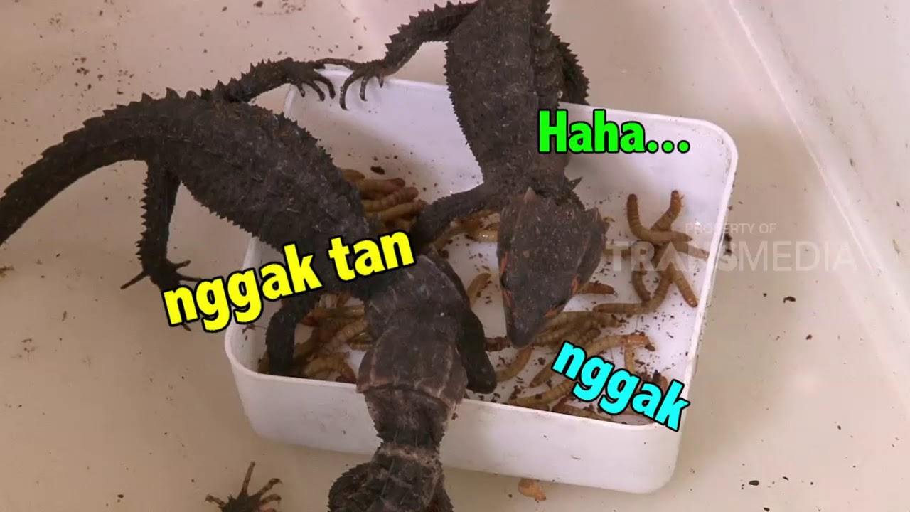 Si Otan Reptil Kekinian 08 01 18 1 3 Youtube