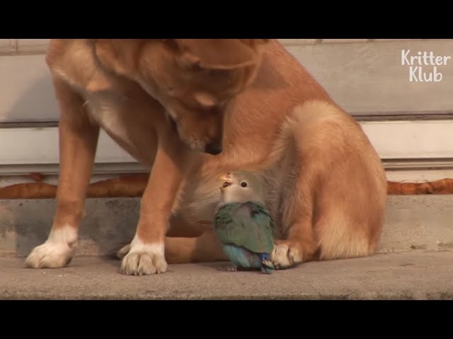 Dog And Birds Painful Love Story (For The Bird) | Kritter Klub