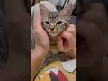 子猫の頃からママのマッサージには勝てない...!! #cat #猫
