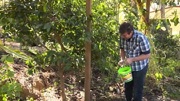 The Garden Gurus - Citrus Care