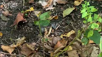 #New Trail / Allamuchy Mountain Park  , NJ
