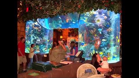 Zoom r8 recording of original song "Forgotten Dreams" sr-16 drum machine, 50s tribute les paul