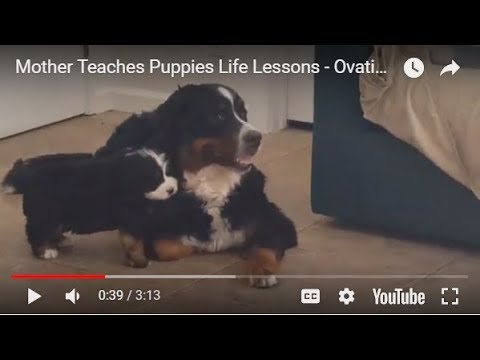 veterinary surgery Puppies Learn The Lessons of Life Best From Their Mother - Ovation's Puppies - Ovation's Puppies