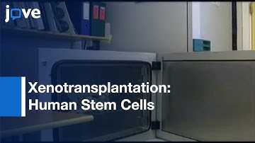 Xenotransplantation Of Human Stem Cells Into Chicken Embryo l Protocol Preview