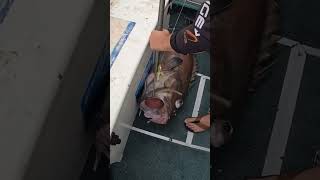 Electric Fishing Reel vs Monster Fish 2