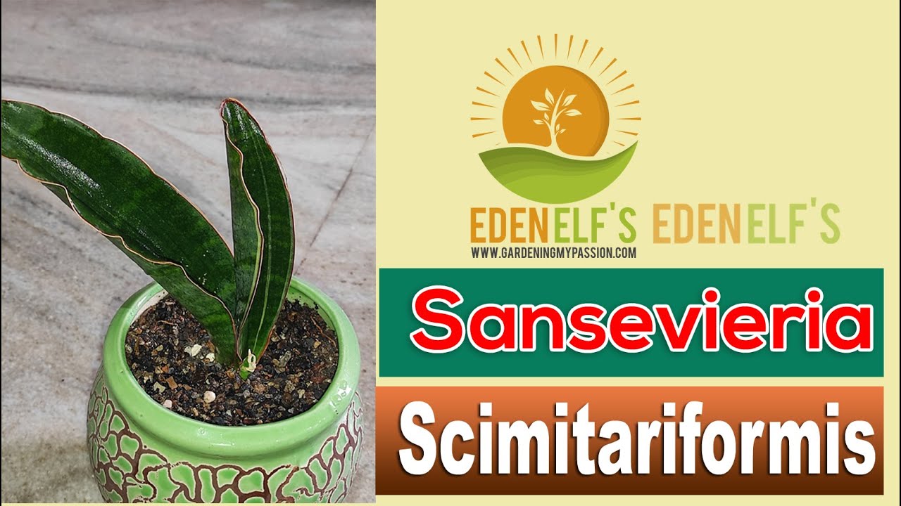 Sansevieria Scimitariformis | My Sansevieria Collection | Plant No 49 |  Eden elf's