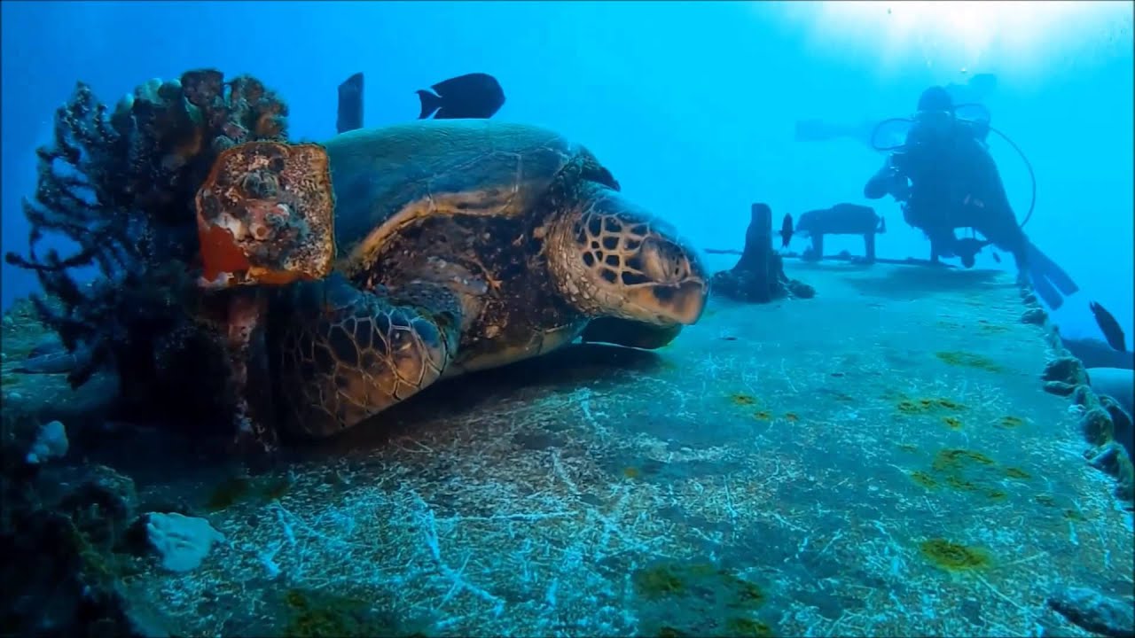 Scuba Diving St. Anthony's Wreck in Maui, Hawaii YouTube