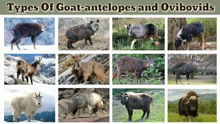 Types Of Goatantelopes and Ovibovids {Takin,Muskox}