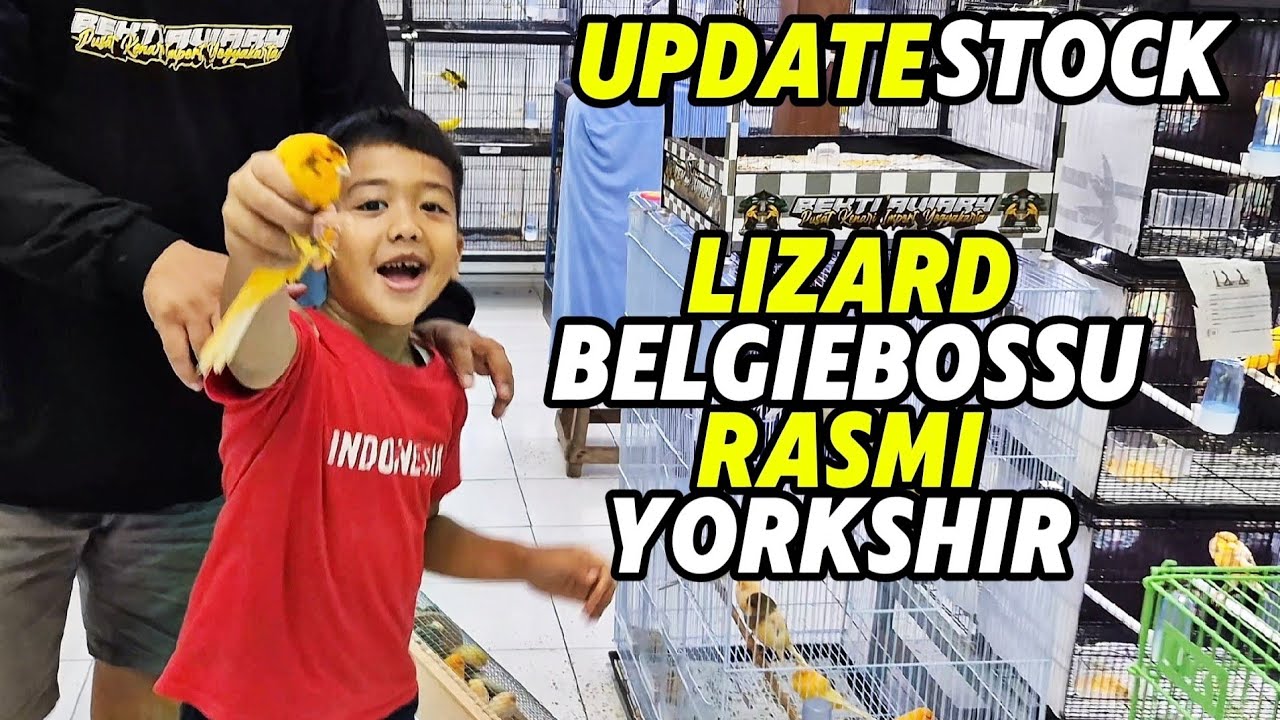 UPDATE STOCK‼️LIZARD, BELGIEBOSSU, RASMI dan YORKSHIR...