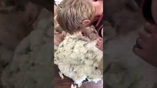 Rowdy Thompson Shearing a Huge Ram 🐏