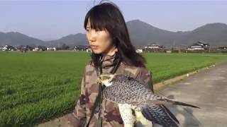餌の時間 Today`s Feeding Falcon Lure Training.3/25 餌の時間 Today`s Feeding Falcon Lure Training.3/25