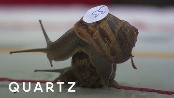 The 2017 World Snail Racing Championships