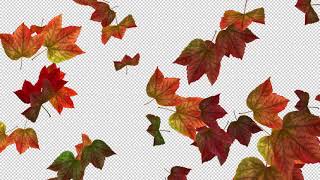 Fall Maple Leaves Transitions screenshot 2