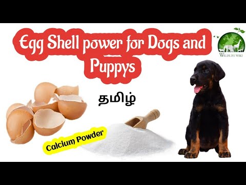 why are egg shells good for dogs