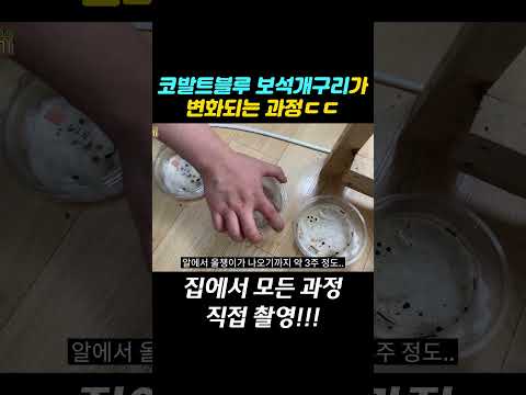 집에서 키우는 <strong>독개구리</strong> 진화!!!