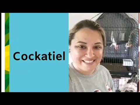 Vocabulário: Calopsita em inglês - YouTube