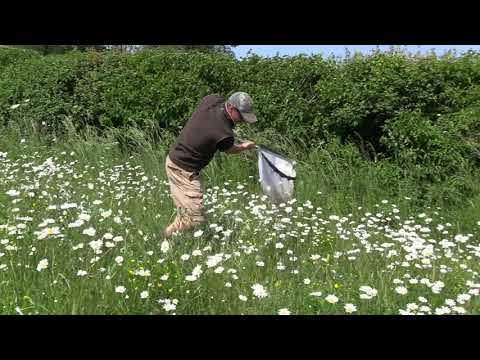 Sweeping for insects at Cranborne
