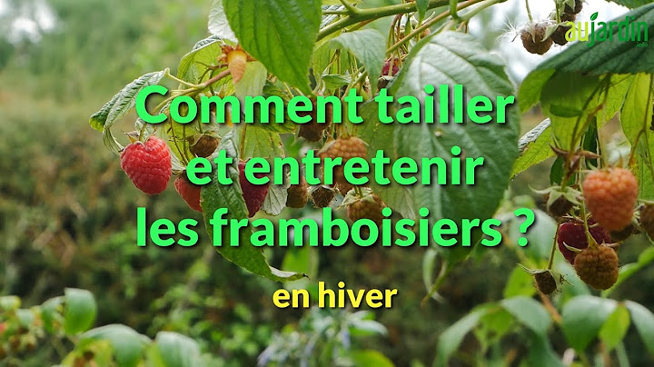 Comment TAILLER et ENTRETENIR les FRAMBOISIERS ? 🍓