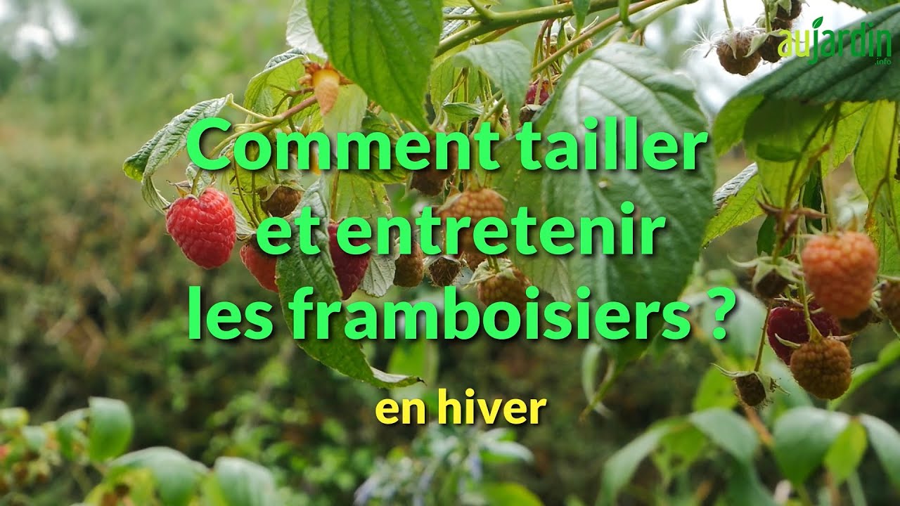 COMMENT TAILLER et ENTRETENIR les FRAMBOISIERS ? 🍓En HIVER