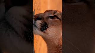 Natures Ultimate Climber Mountain Lion Defies Gravity