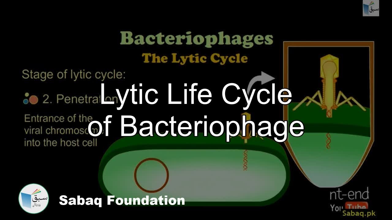 Lytic Cycle, Biology Lecture | Sabaq.pk - YouTube