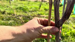 Young Vine Sap Flow Inversion Example