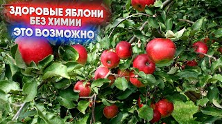 видео: Здоровые яблони без химии это возможно картинка: Здоровые яблони без химии это возможно