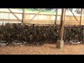 Buy order ducklings  mallard ducks  metzer farms