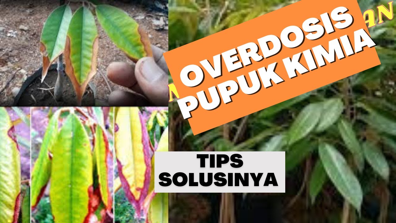 Cara Mengatasi Overdosis Pupuk Kimia pada Fase Vegetatif Tanaman"