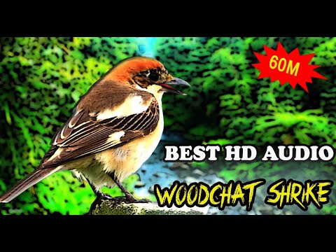 ቪዲዮ: Nuthatches የወፍ ቤት ይጠቀማሉ?