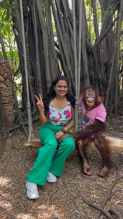 Famous Orangutan 🦧 of Thailand 🇹🇭 #thailand #orangutan #Bangkok #safariworld #monkey #cutemonkey