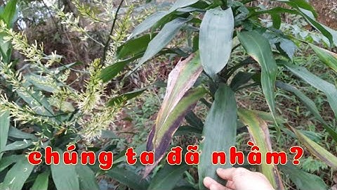 nhận biết phân biệt cây bồng bồng và cây sâm cau đỏ, đâu mới là sâm cau? thaoduocviet