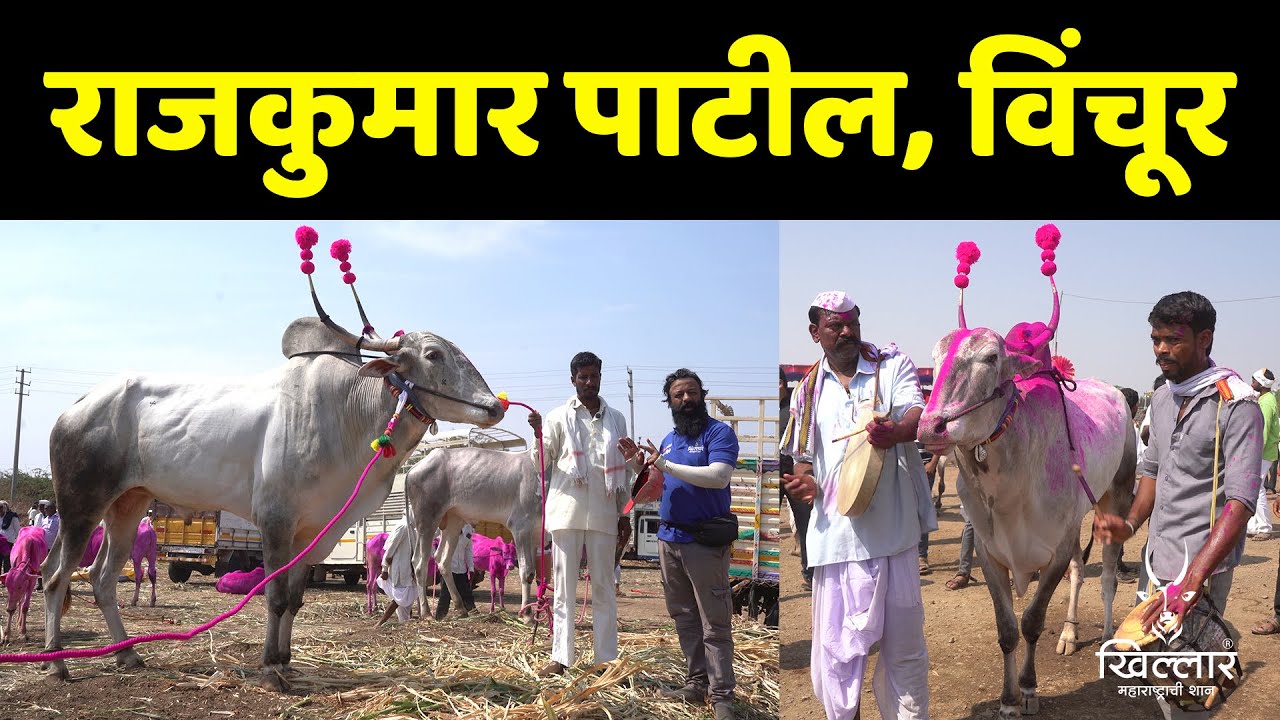 राजकुमार पाटील, विंचूर यांचा चडचण यात्रेतील जातिवंत वळू | Khillar Maharashtrachi Shaan 2025