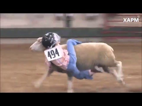 Competencia de niños montando ovejas en Iowa USA- Competition children riding sheep.