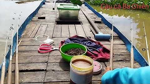 Câu Tôm Trúng Ổ Cá Lăng Ăn Lía Lịa