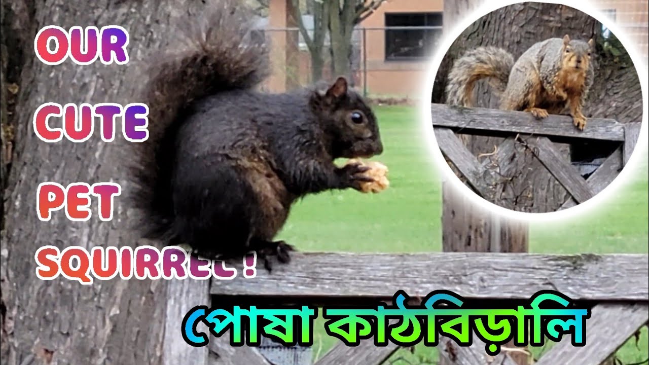How to protect your garden from Squirrels || Humanity's Kindness! || Joy&Tanni