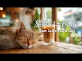 【猫カフェBGM】きじねこと過ごすカフェタイム│Slow Coffee, Slow Cats【作業用BGM】