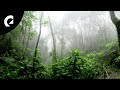 10 hours of nature forest sounds  birds insects crickets 