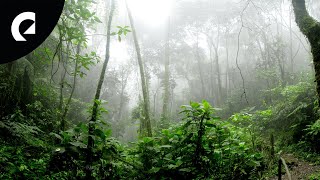 10 Hours Of Nature Forest Sounds - Birds Insects Crickets 