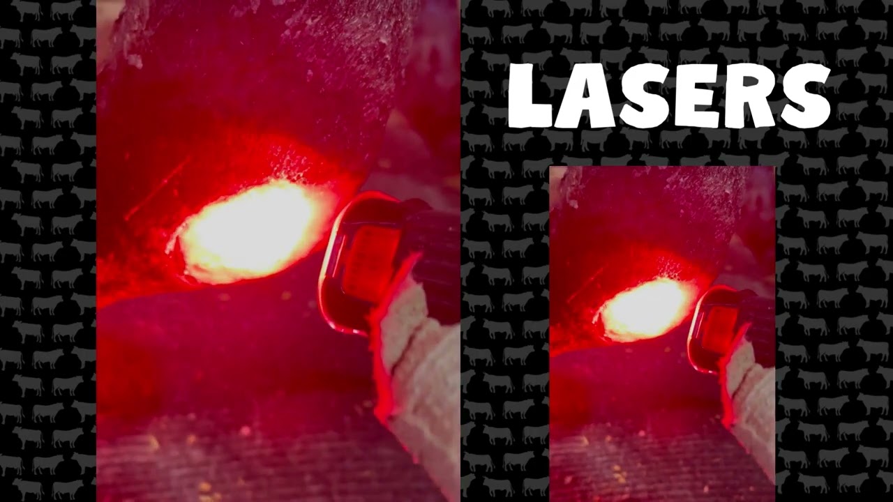 Barbossa's Recovery @ Steampunk Farms Rescue Barn