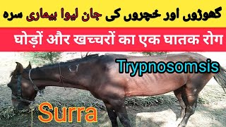 Treatment of Trypnosomsis in Hores | Treatment of Surra in Equine | dignous and treatment of Surra