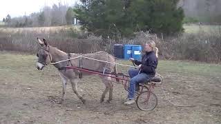 Donkey Driving Training Series, First Drives in Cart, Doese Horsemanship